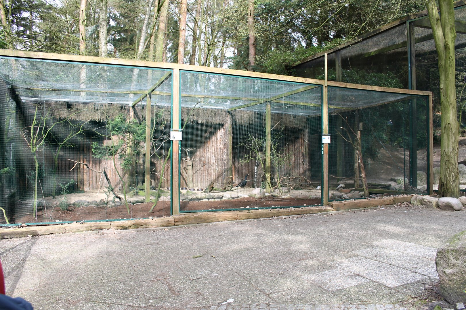 Aviary for male Western capercaillies (24/3-19)