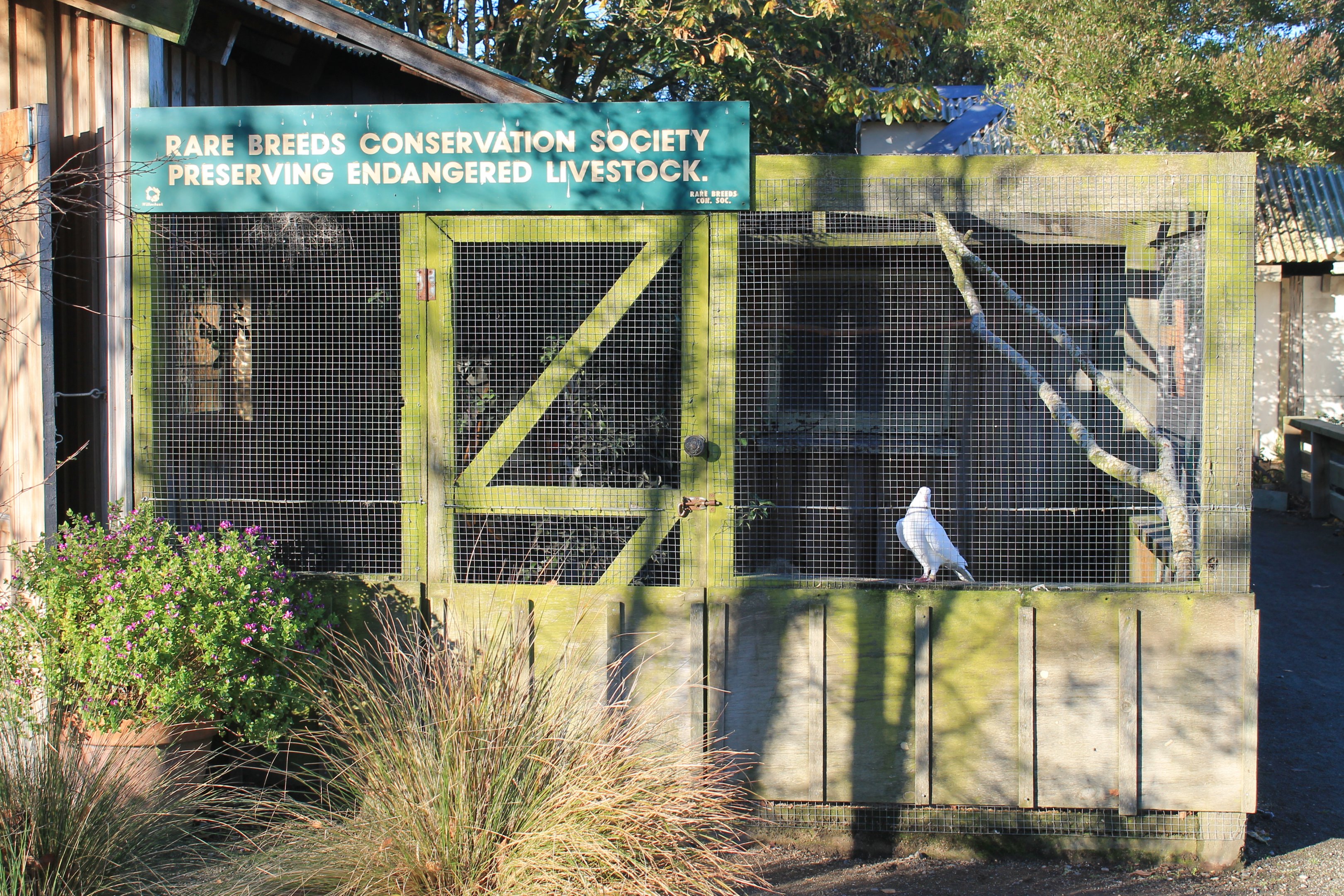 Aviary for Mondain Pigeons