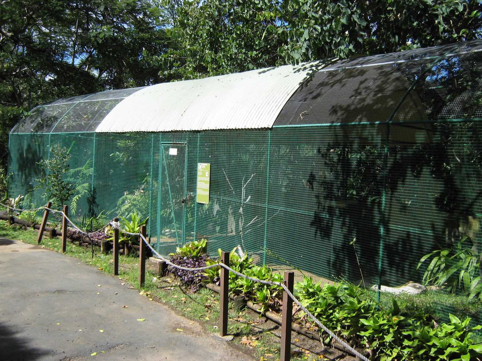 aviary for New Caledonian friarbirds (Philemon diemenensis)