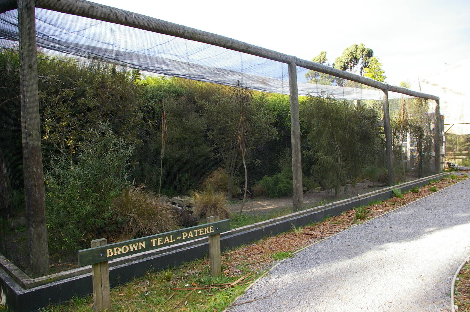 aviary for New Zealand brown teal (Anas chlorotis)