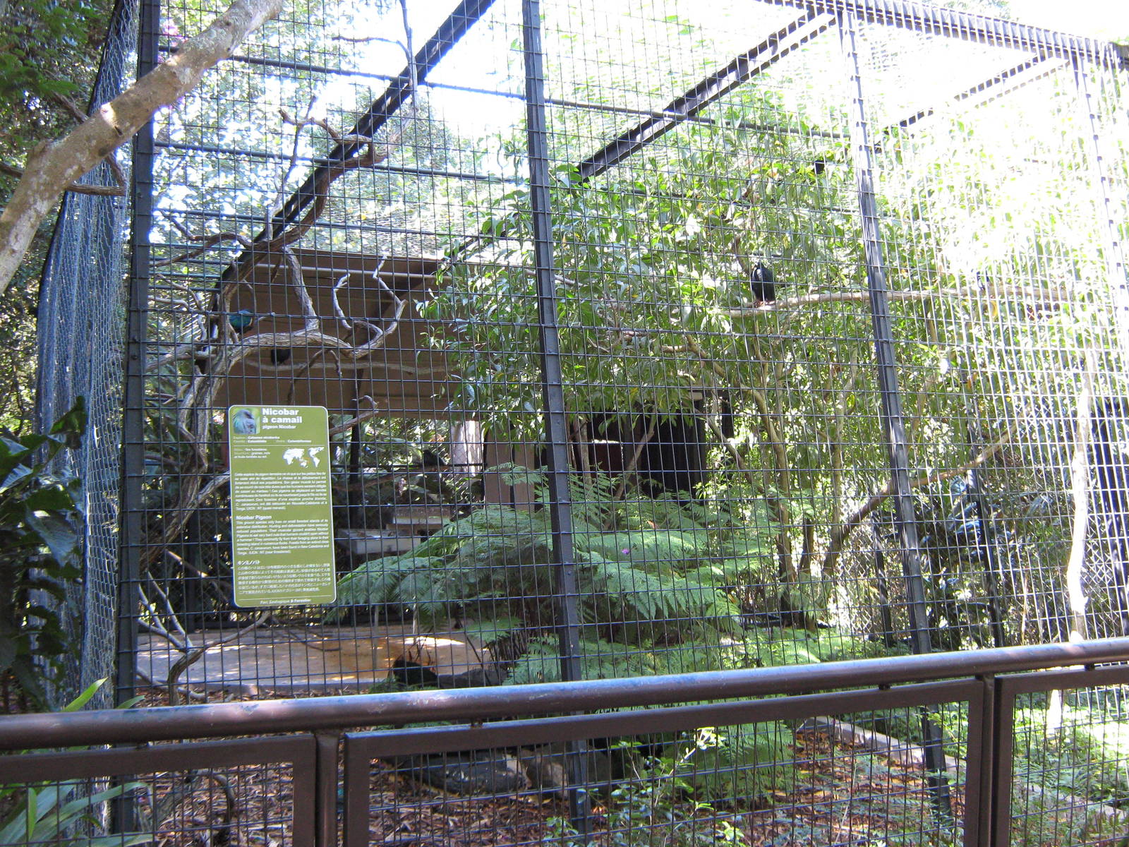 aviary for Nicobar pigeons (Caloenas nicobarica)
