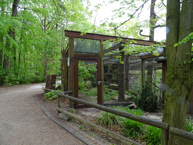 Aviary for northern hawk-owl