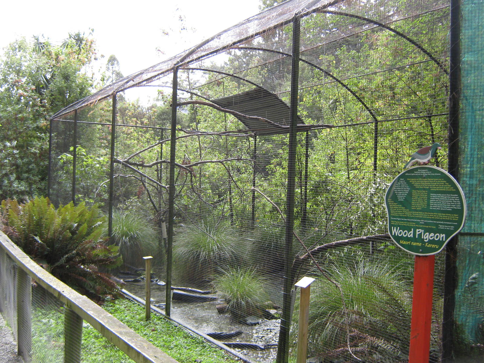 aviary for NZ pigeon (Hemiphaga novaeseelandiae)