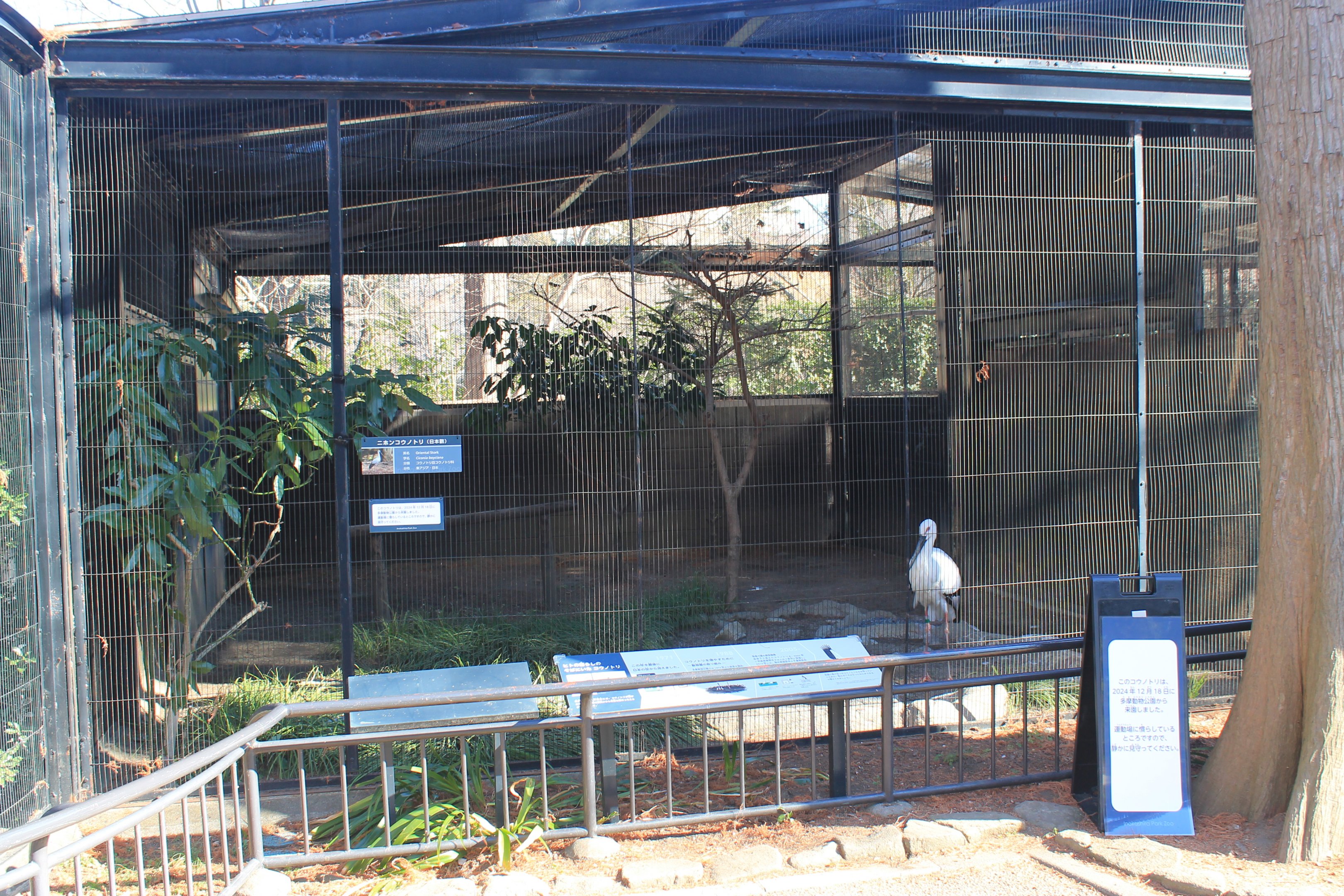 Aviary for Oriental White Stork