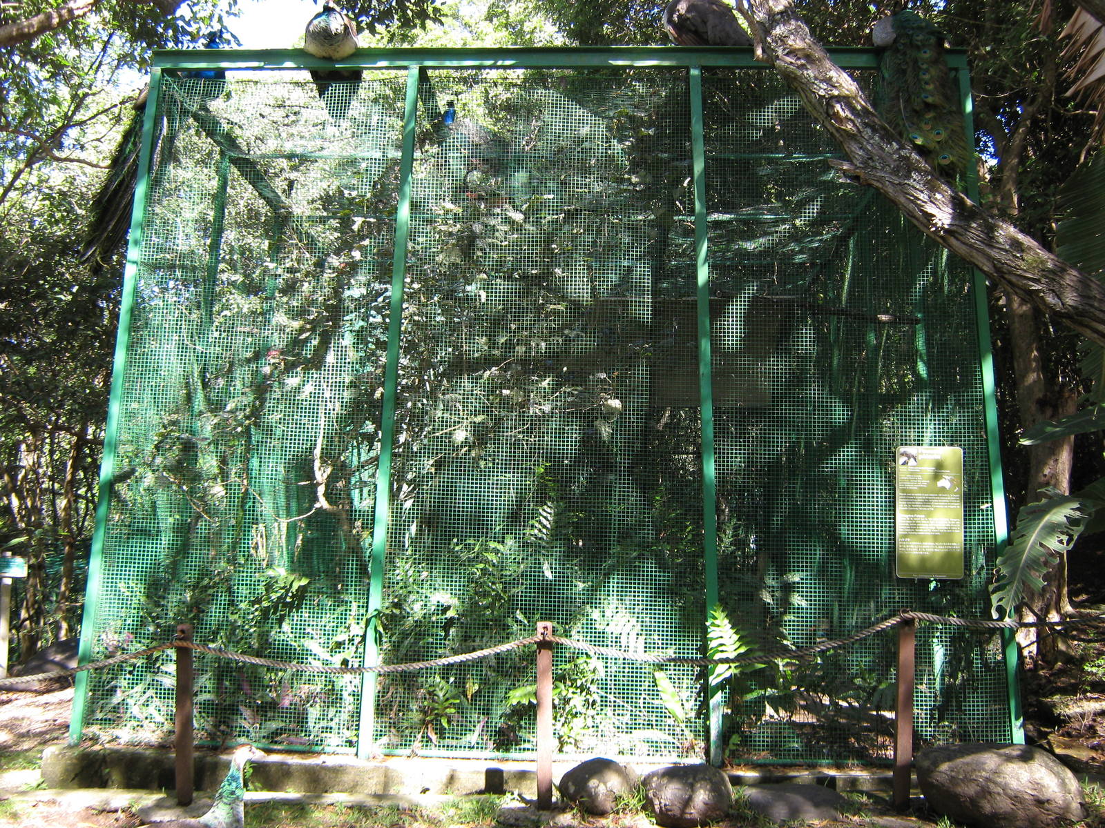 aviary for peregrine falcon (Falco peregrinus)