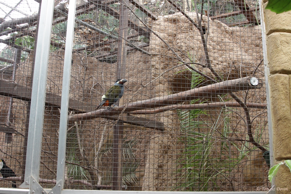 Aviary for Plate-billed Mountain Toucan