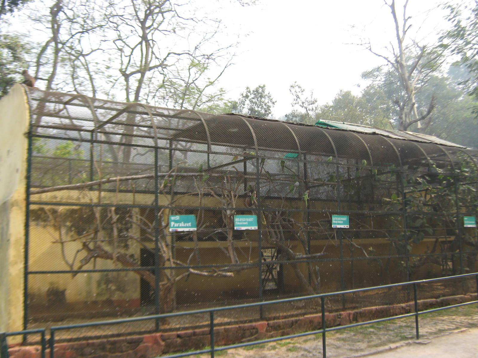 aviary for Psittacula parrots
