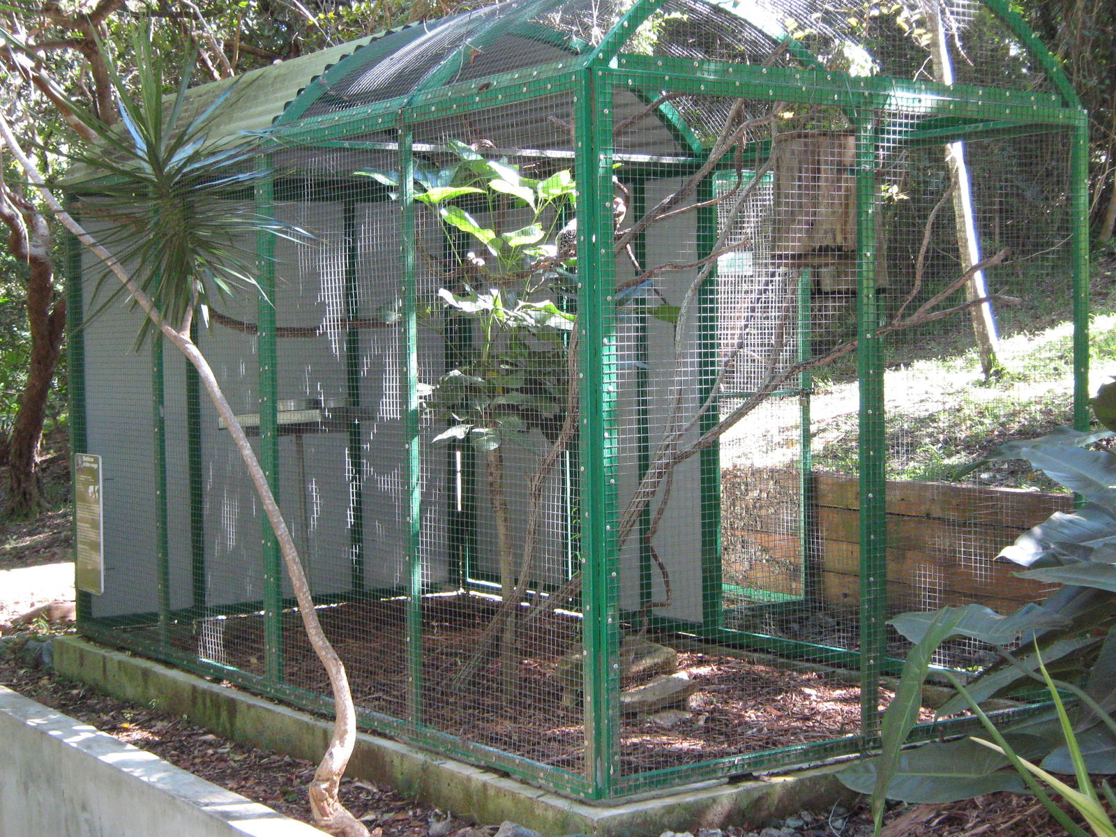 aviary for red-and-yellow barbets (Trachyphonus erythrocephalus)