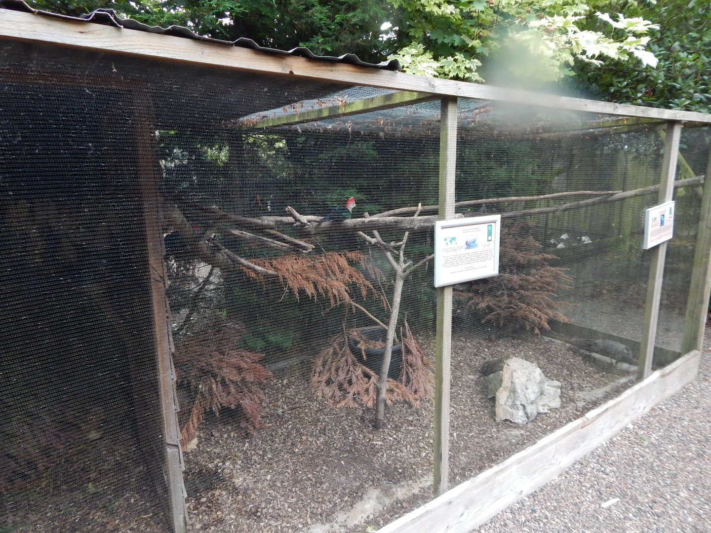 Aviary for Red-crested turaco and Grey peacock-pheasant 300623