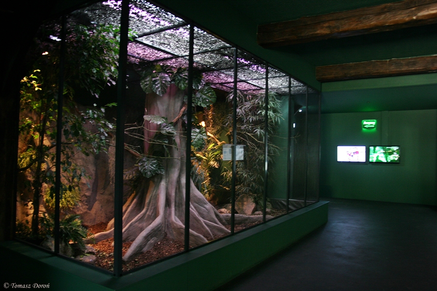 Aviary for Red-legged Honeycreepers and Spangled cotingas - june 2012