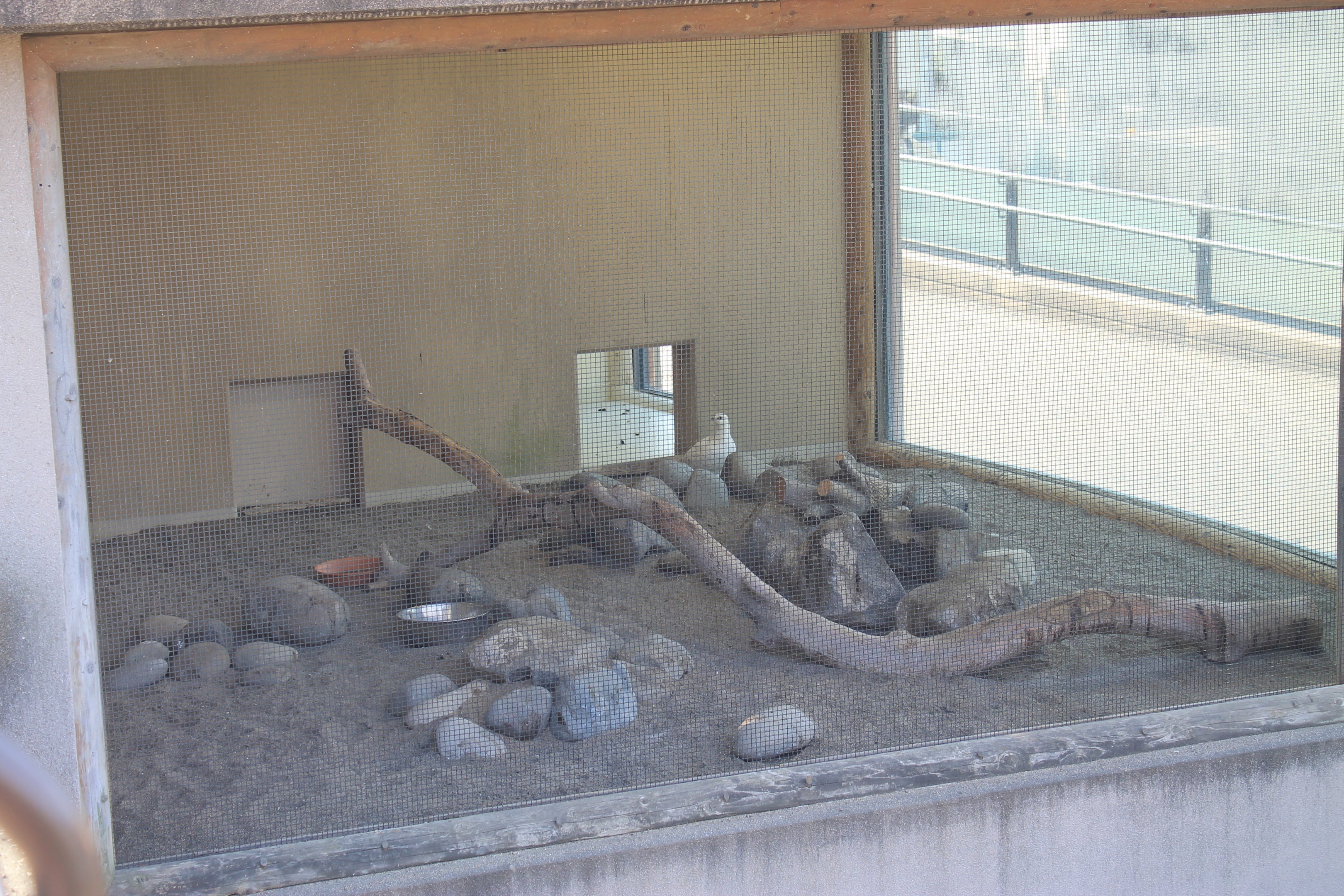 Aviary for Rock Ptarmigan (Lagopus muta)