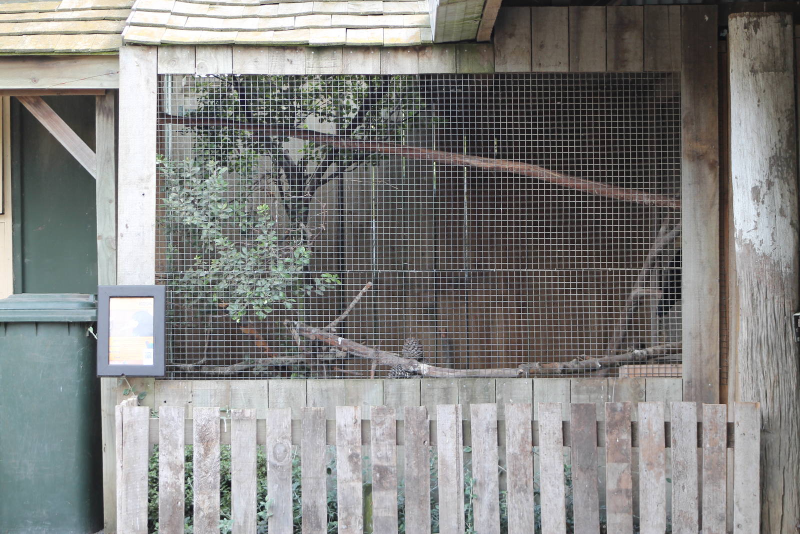 aviary for Rook (Corvus frugilegus)