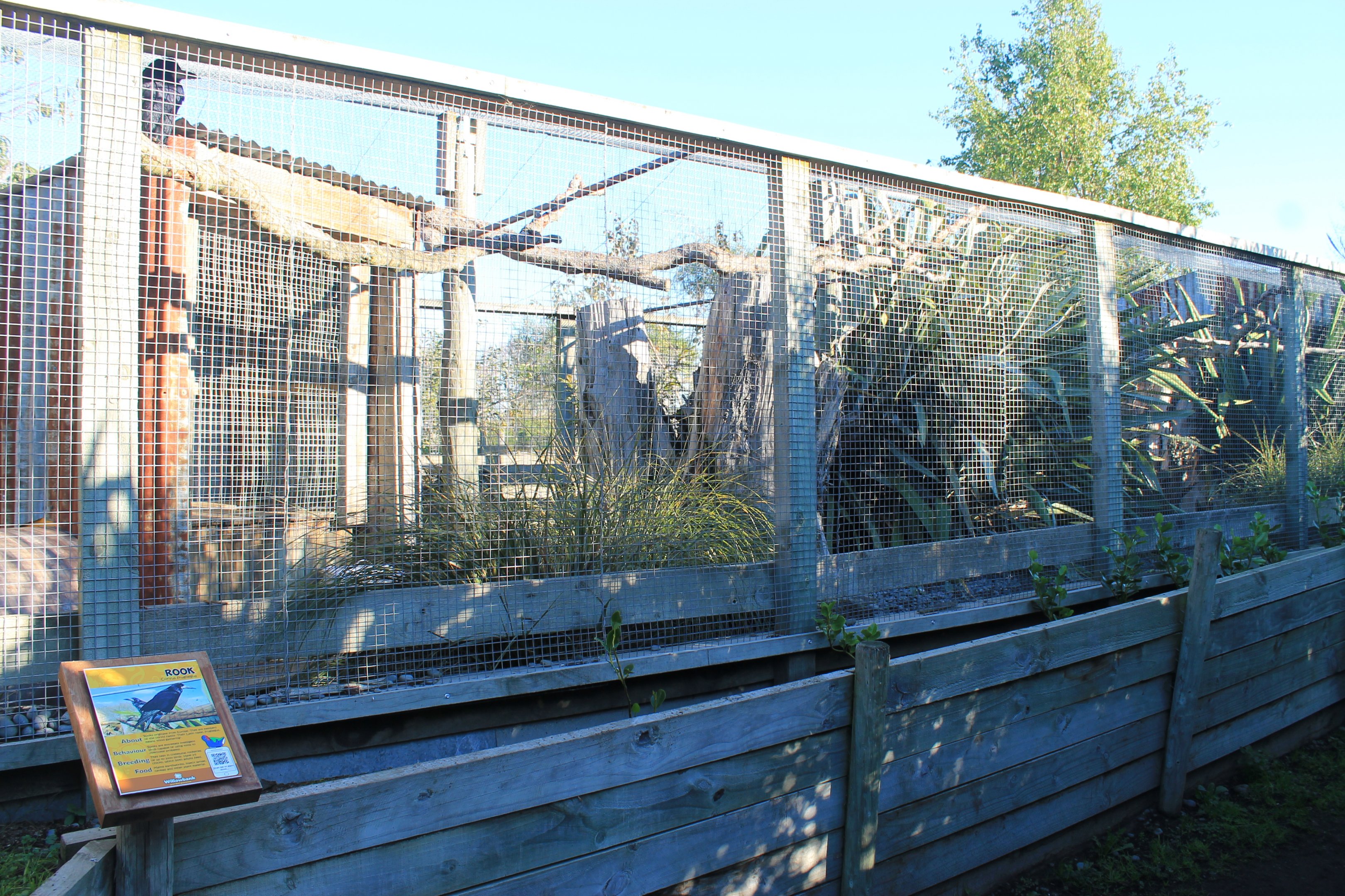 Aviary for Rooks (Corvus frugilegus)