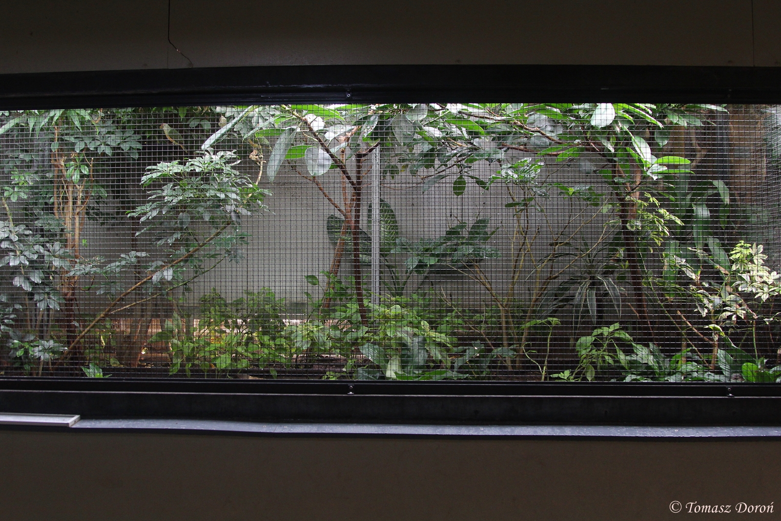 Aviary for Rose-crowned Fruit-dove (Ptilinopus regina), October 2014