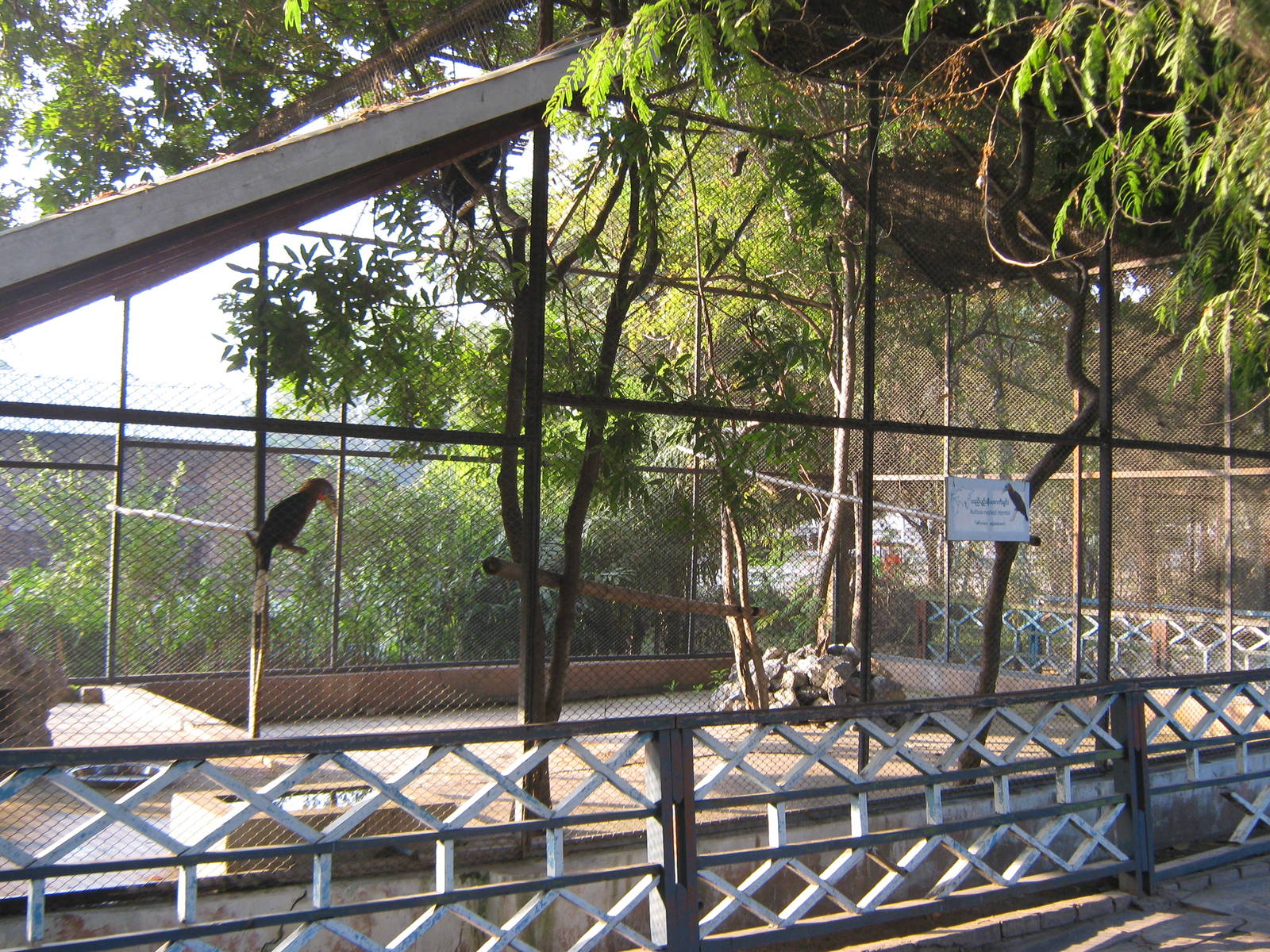 aviary for Rufous-necked Hornbills (Aceros nipalensis)