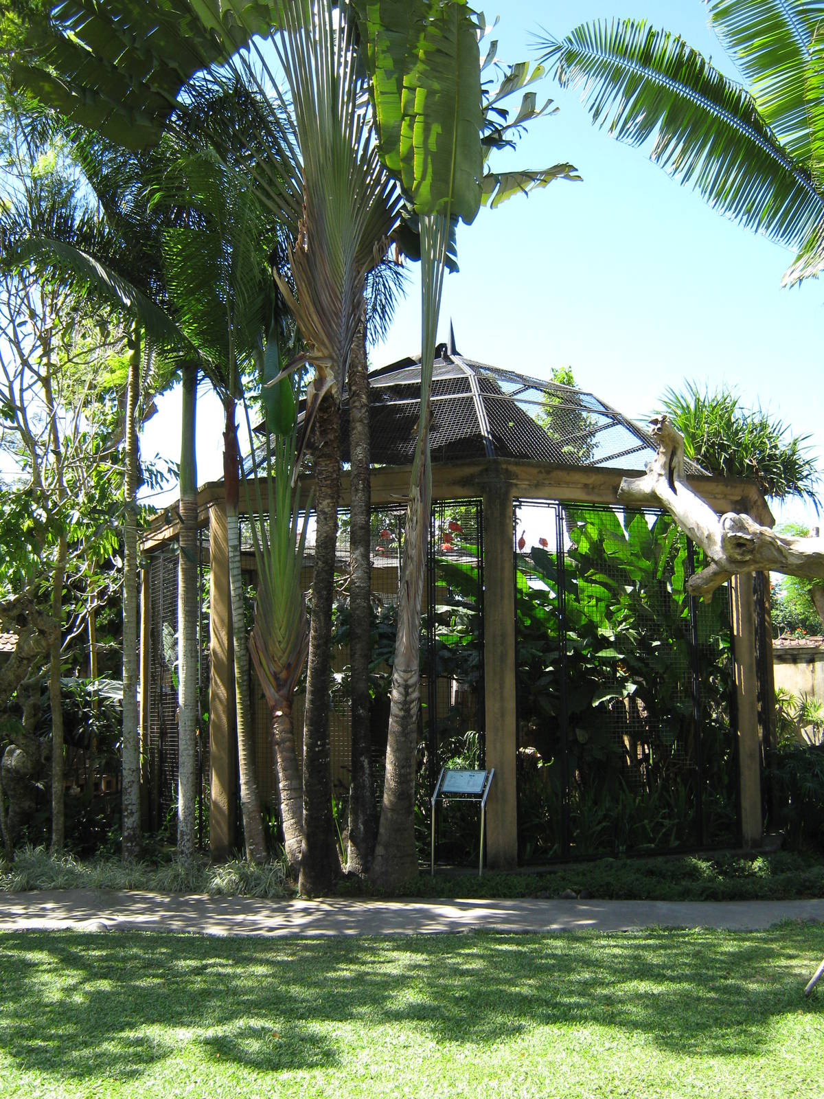 aviary for scarlet ibis and roseatte spoonbills