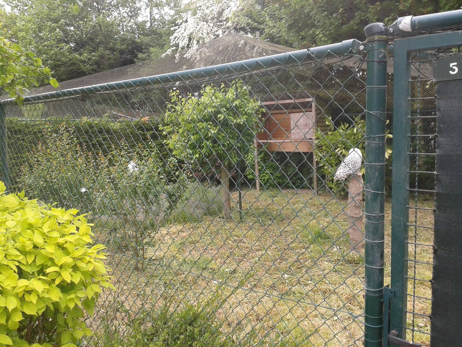 Aviary for snowy owls