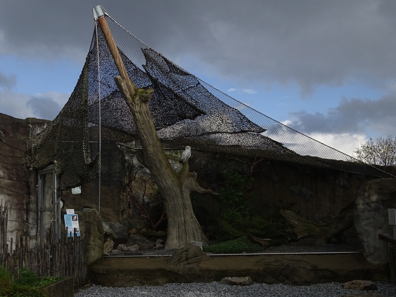 Aviary for snowy owls
