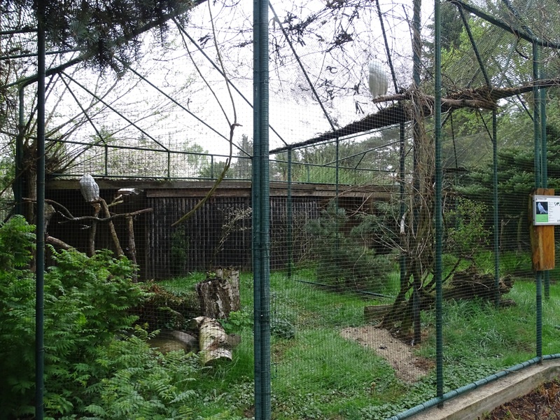 Aviary for snowy owls