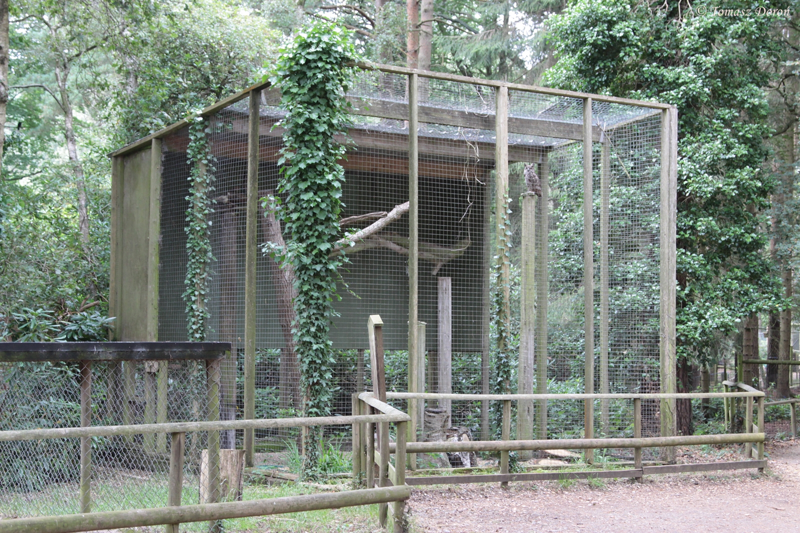 Aviary for South American Great Horned Owls (Bubo virginianus nacurutu)