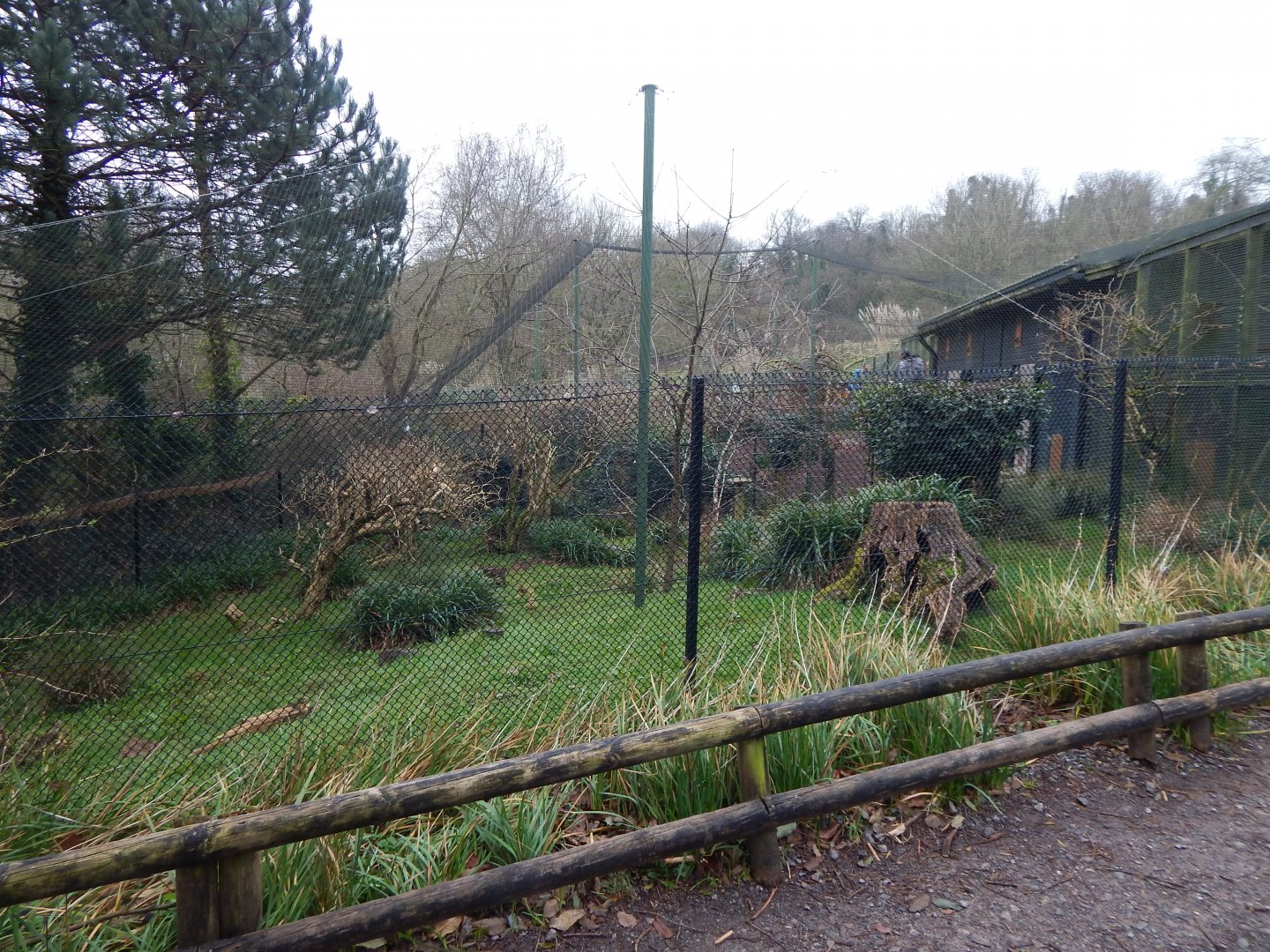 Aviary for Southern screamers/Toco toucan 050224