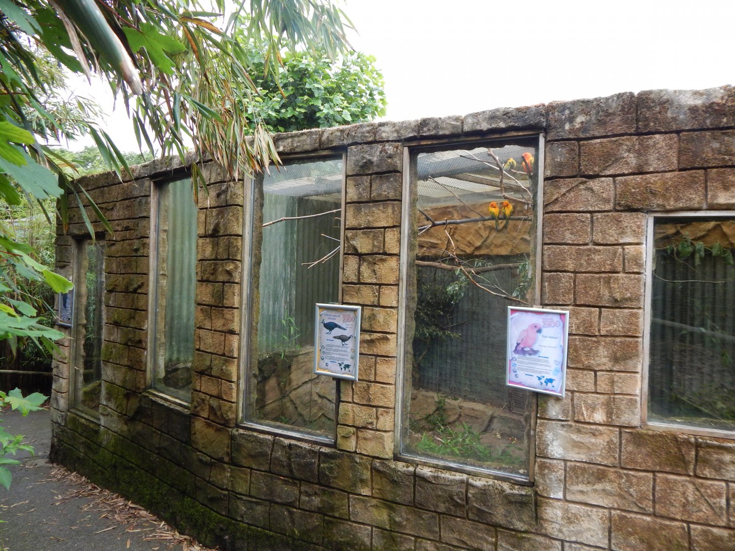 Aviary for Sun parakeet/Palawan peacock pheasant 050625