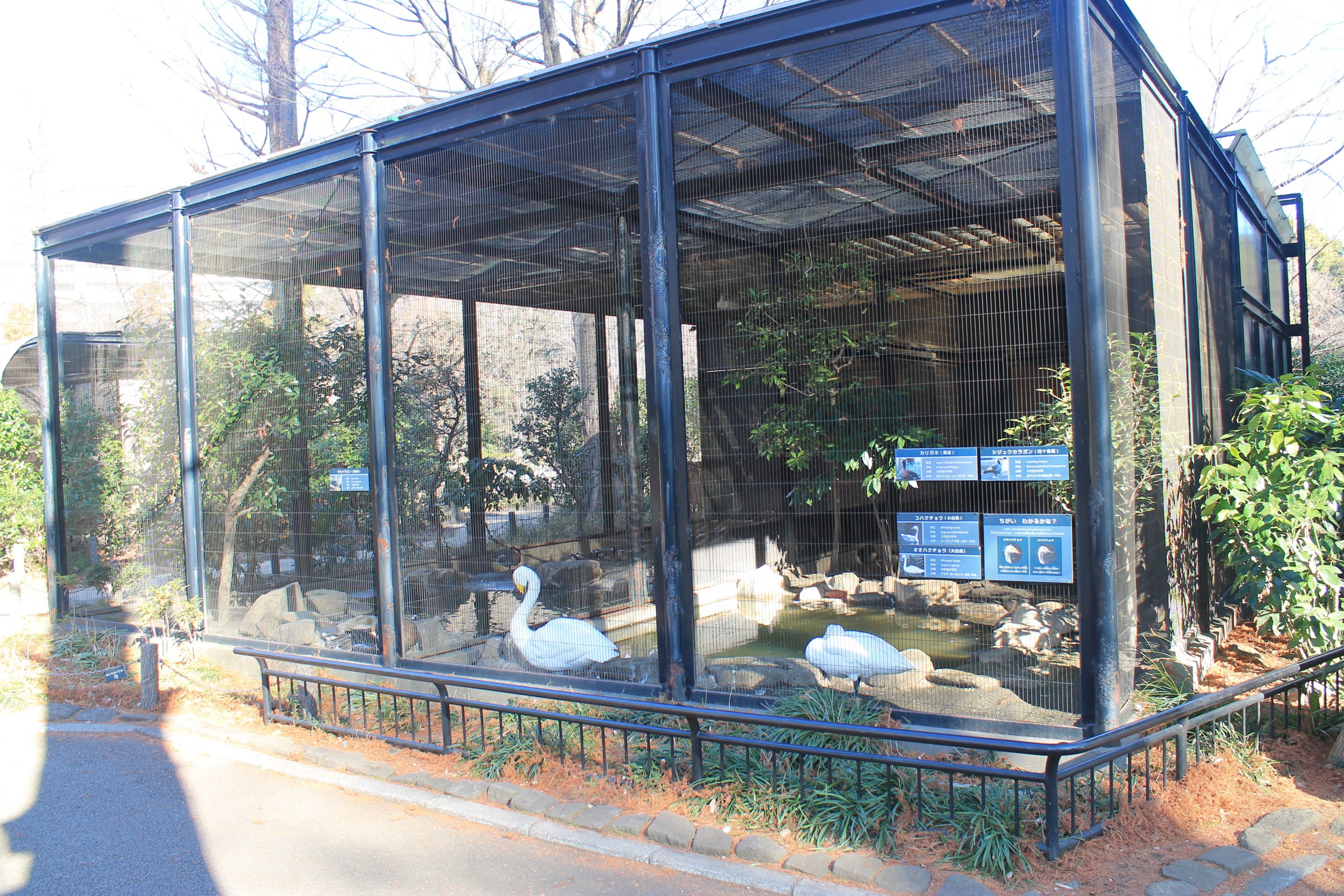 Aviary for swans and geese