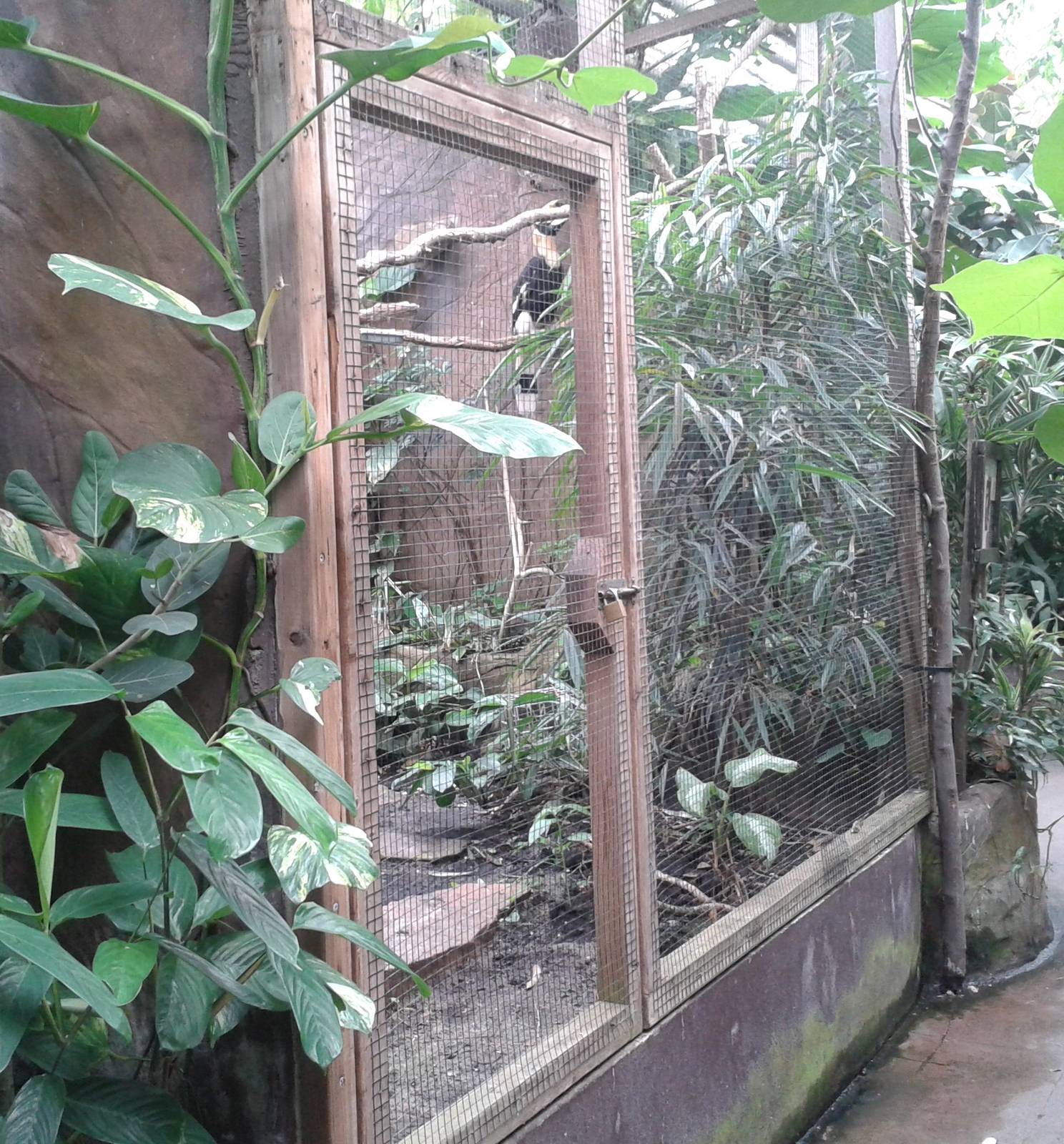 Aviary for the Great Hornbill
