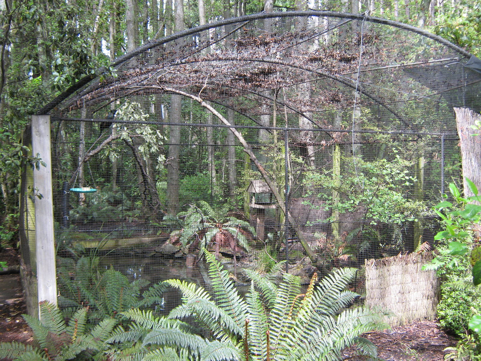 aviary for tui and brown teal