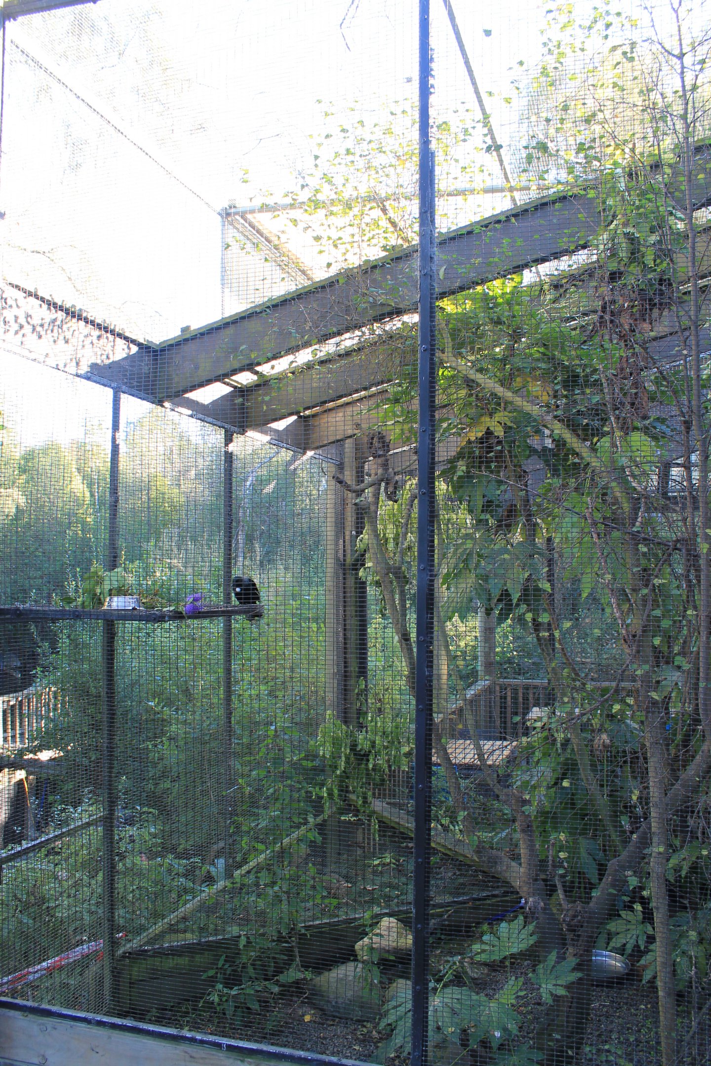 Aviary for Tui (Prosthemadera novaeseelandiae)