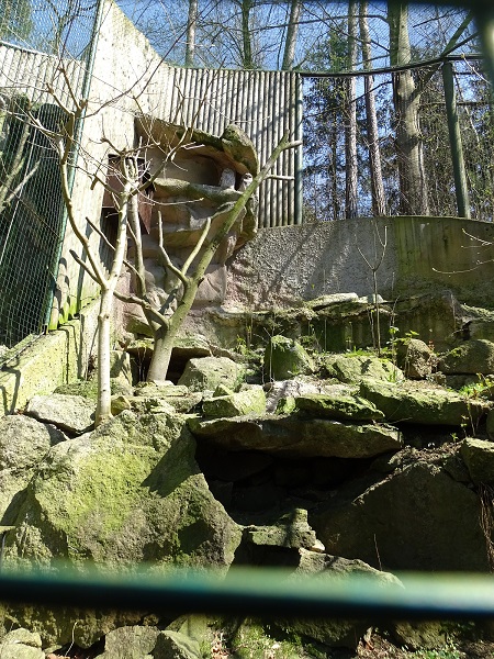 Aviary for ural owl (04/2023)
