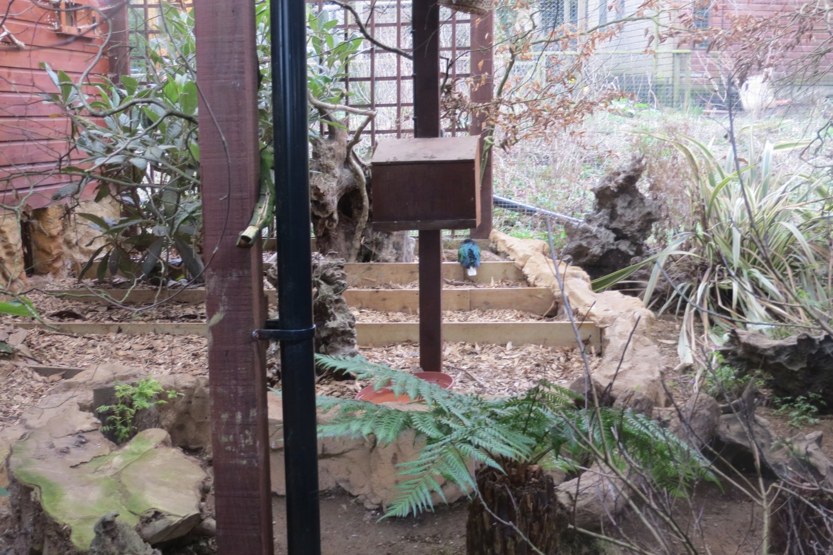 Aviary for Victoria crowned-pigeons and Nicobar pigeons 040319