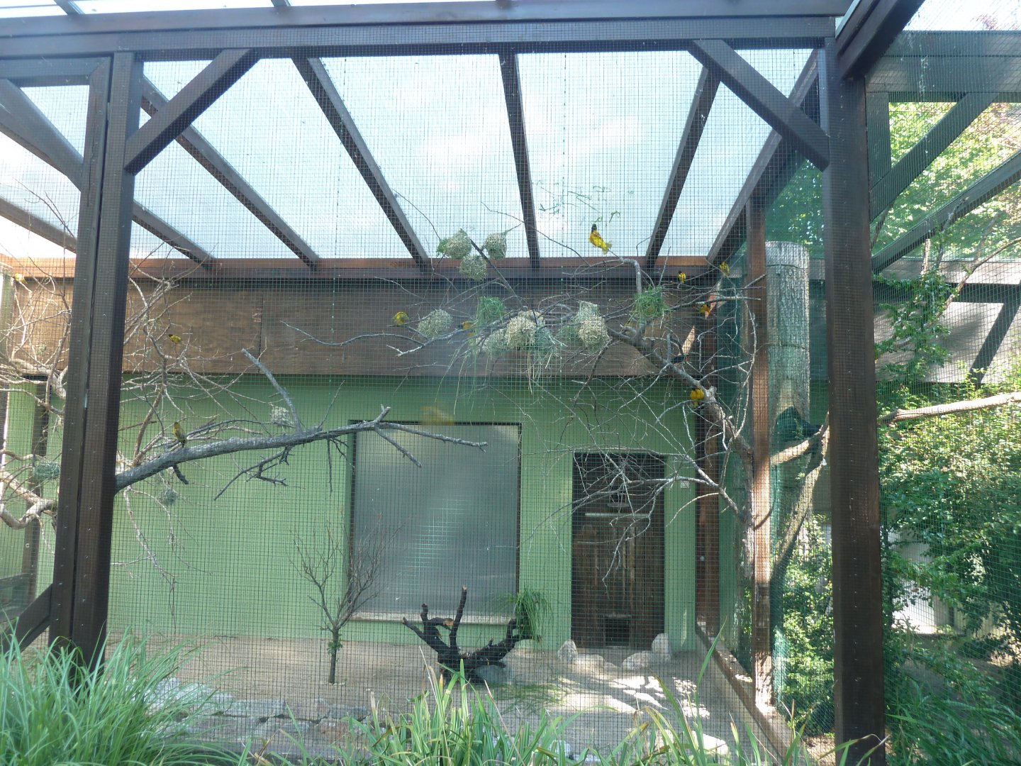 Aviary for western village weaver and yellow-crowned gonolek