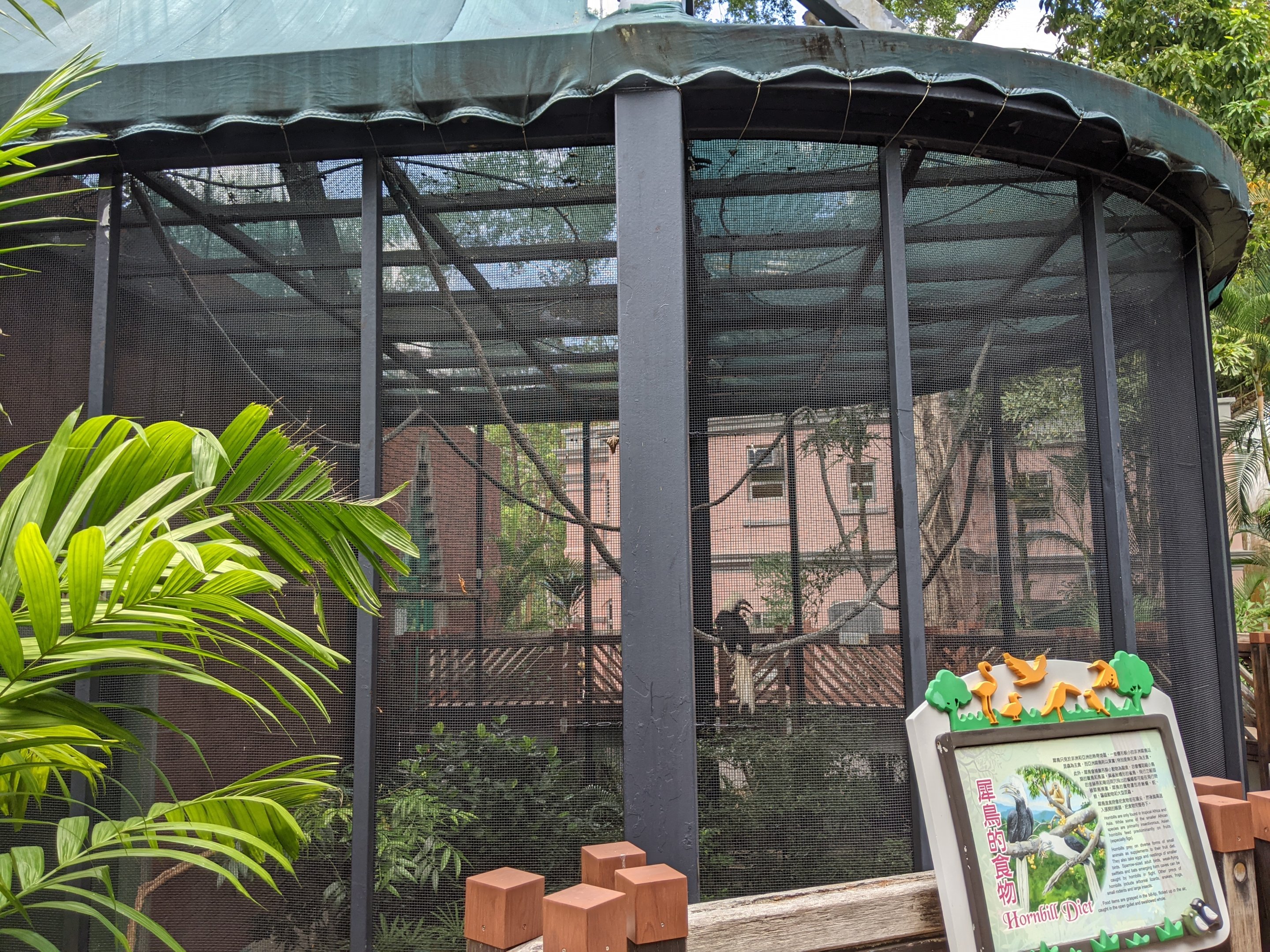 Aviary for White-crowned Hornbill (Berenicornis comatus)