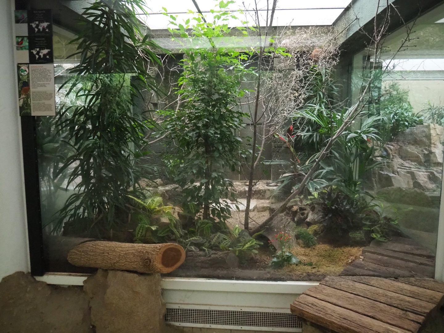 Aviary for white-rumped shama & red avadavat