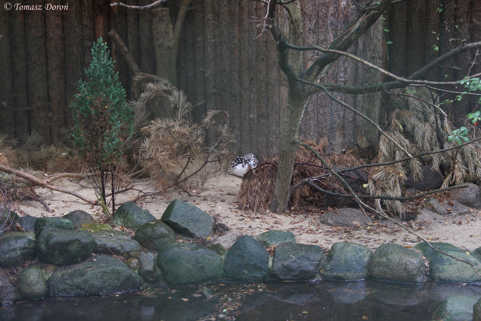 Aviary for Willow Grouse (Lagopus lagopus), October 2014