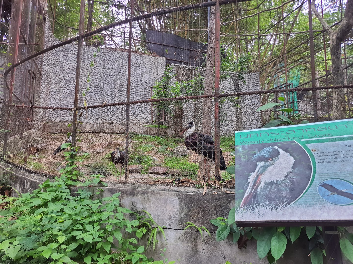 Aviary for Wooly-necked Stork- Chiang Mai Zoo