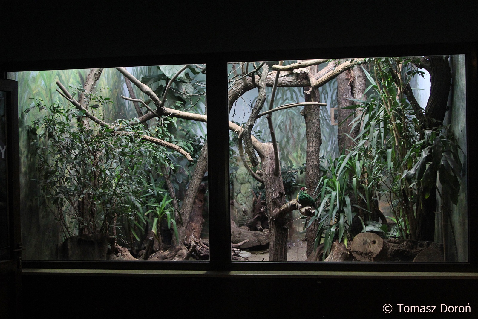 Aviary for Yellow-breasted Fruit-dove,  Cinnamon Ground-doves and Collared Hill Partridges; October 2018