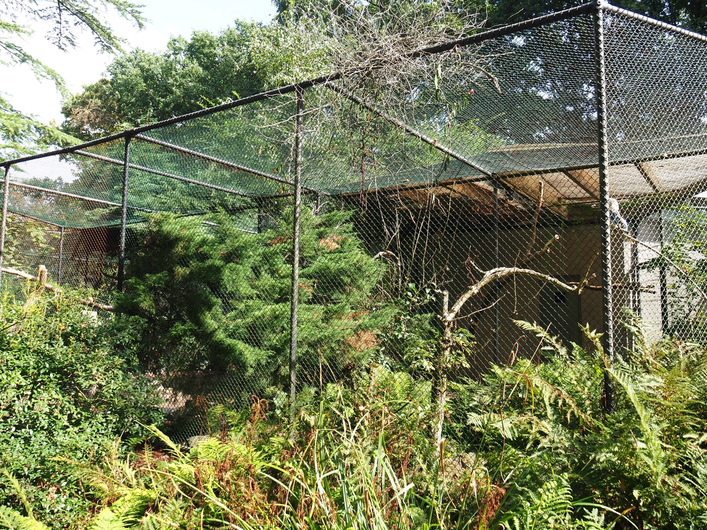 Aviary Galah - Blue-winged kookaburra (Sep 16th, 2018)