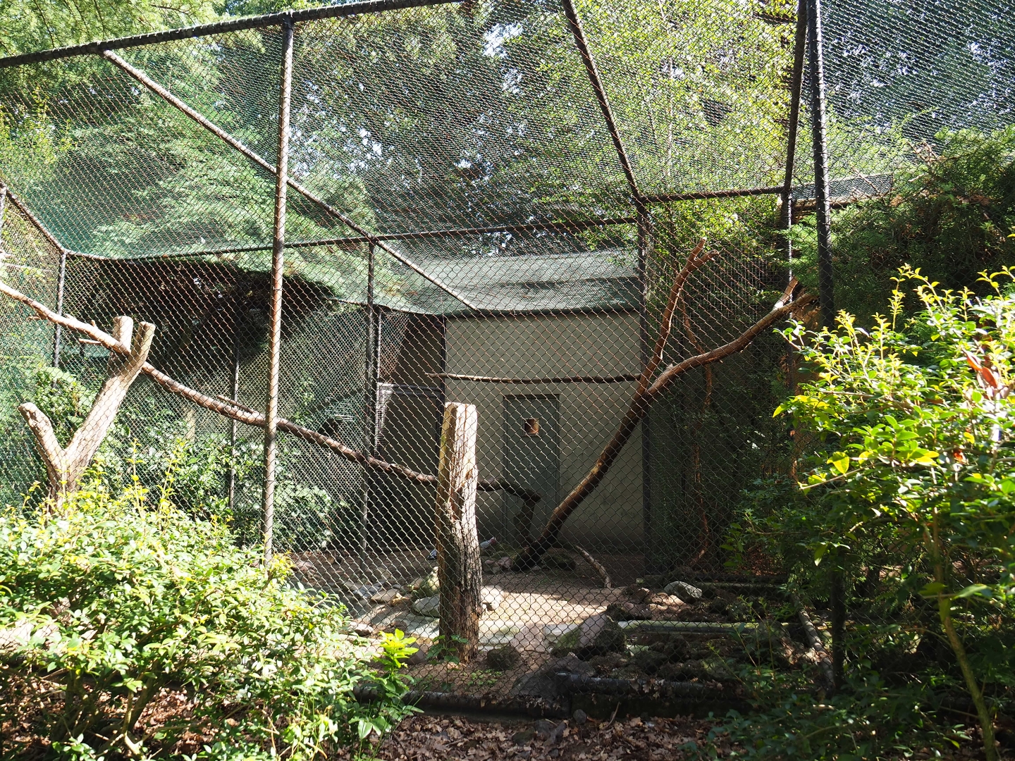Aviary Galah - Blue-winged kookaburra (Sep 16th, 2018)