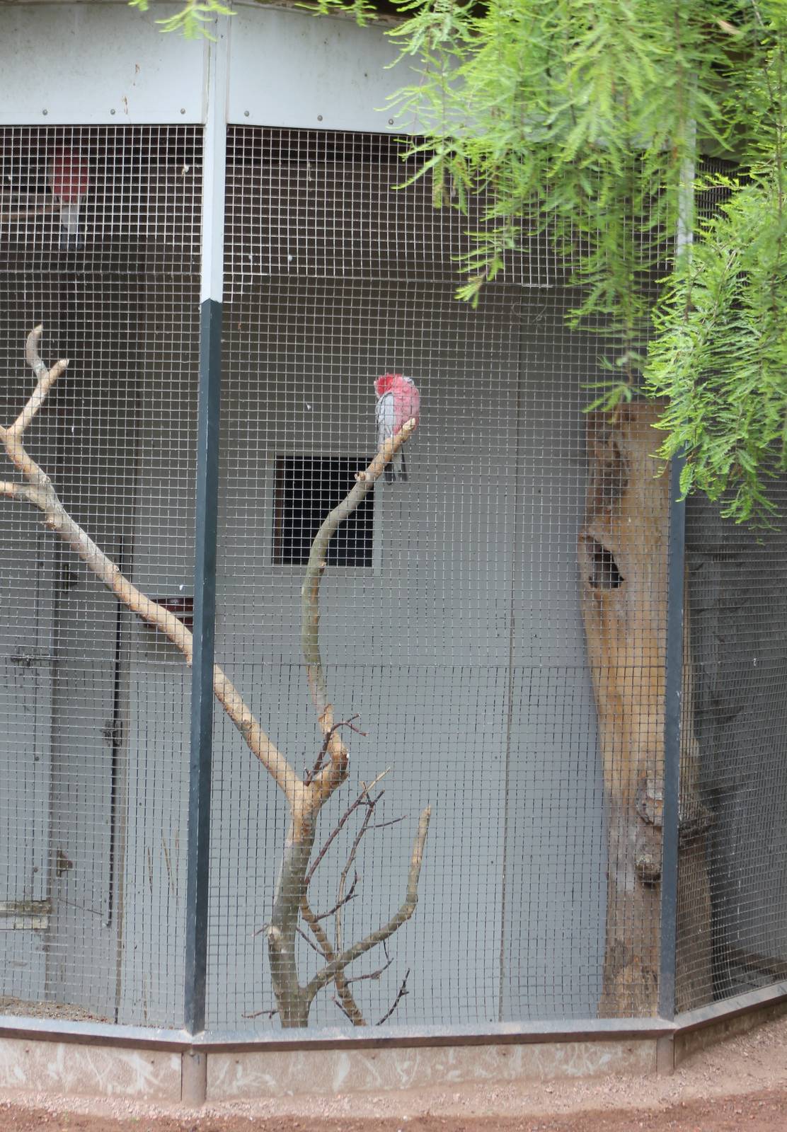 Aviary Galahs
