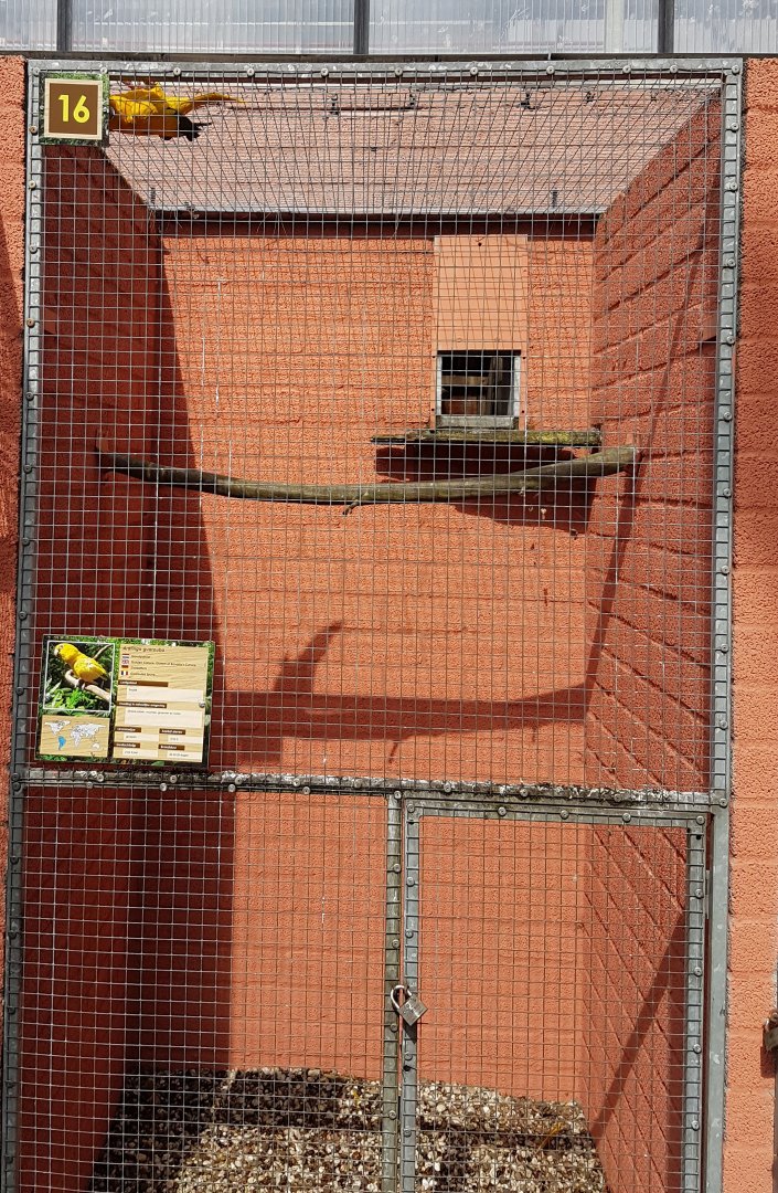 Aviary Golden conure