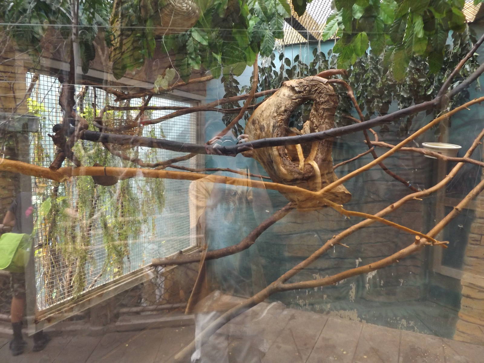 Aviary- Golden Lion Tamarin Exhibit