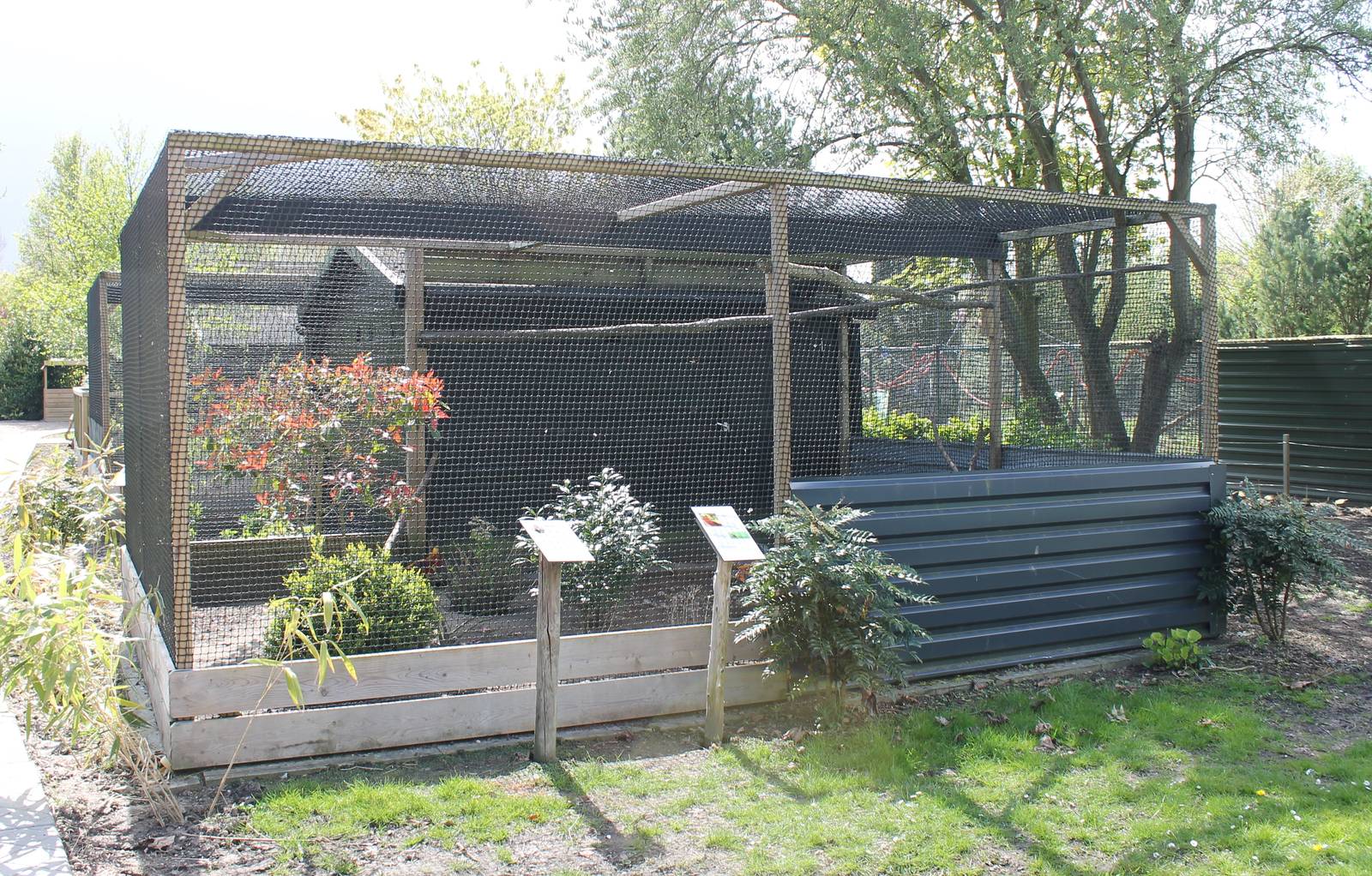 Aviary Golden pheasant