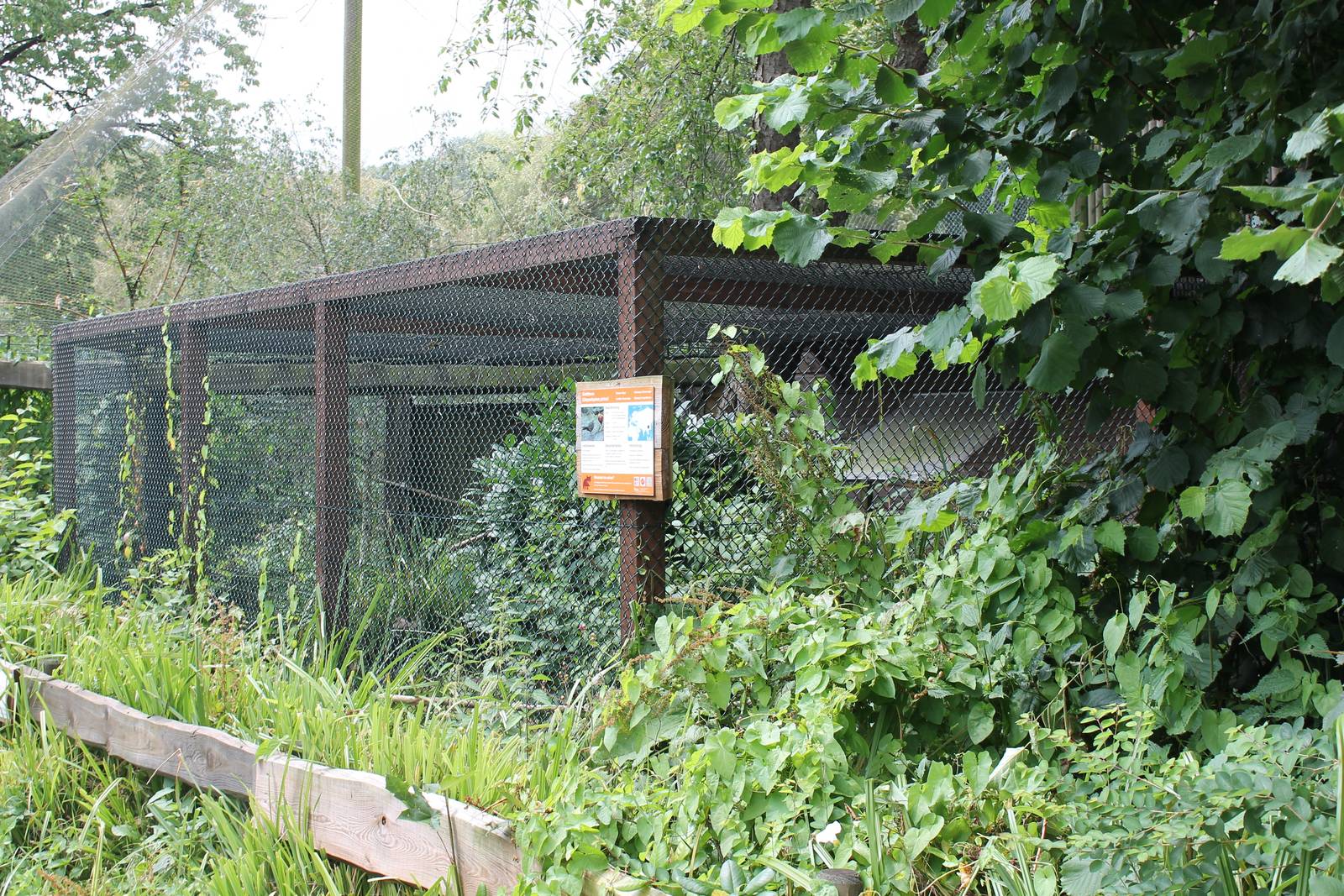 Aviary Golden pheasant