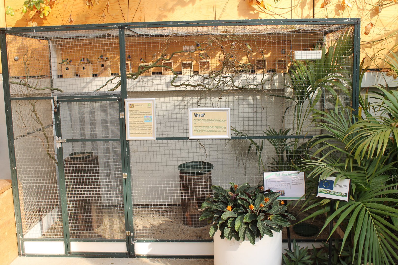 Aviary Gouldian finch