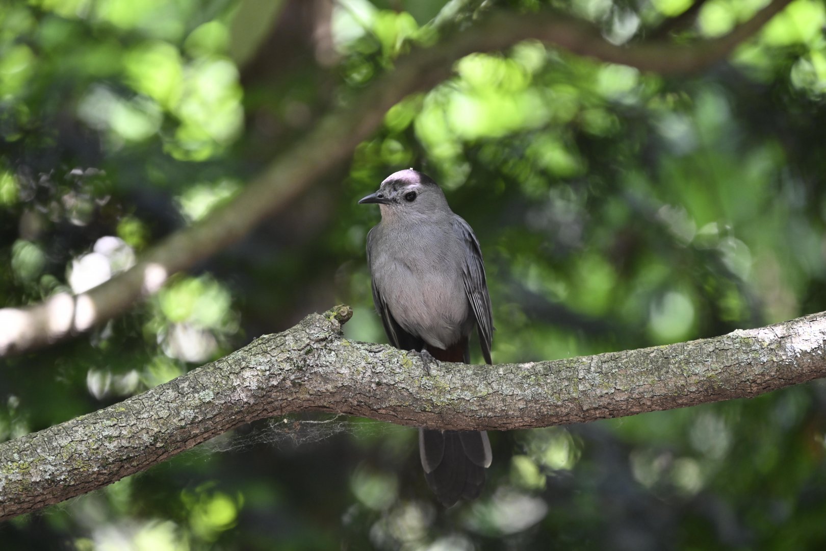 Aviary - Gray Catbird (Dumetella carolinensis)