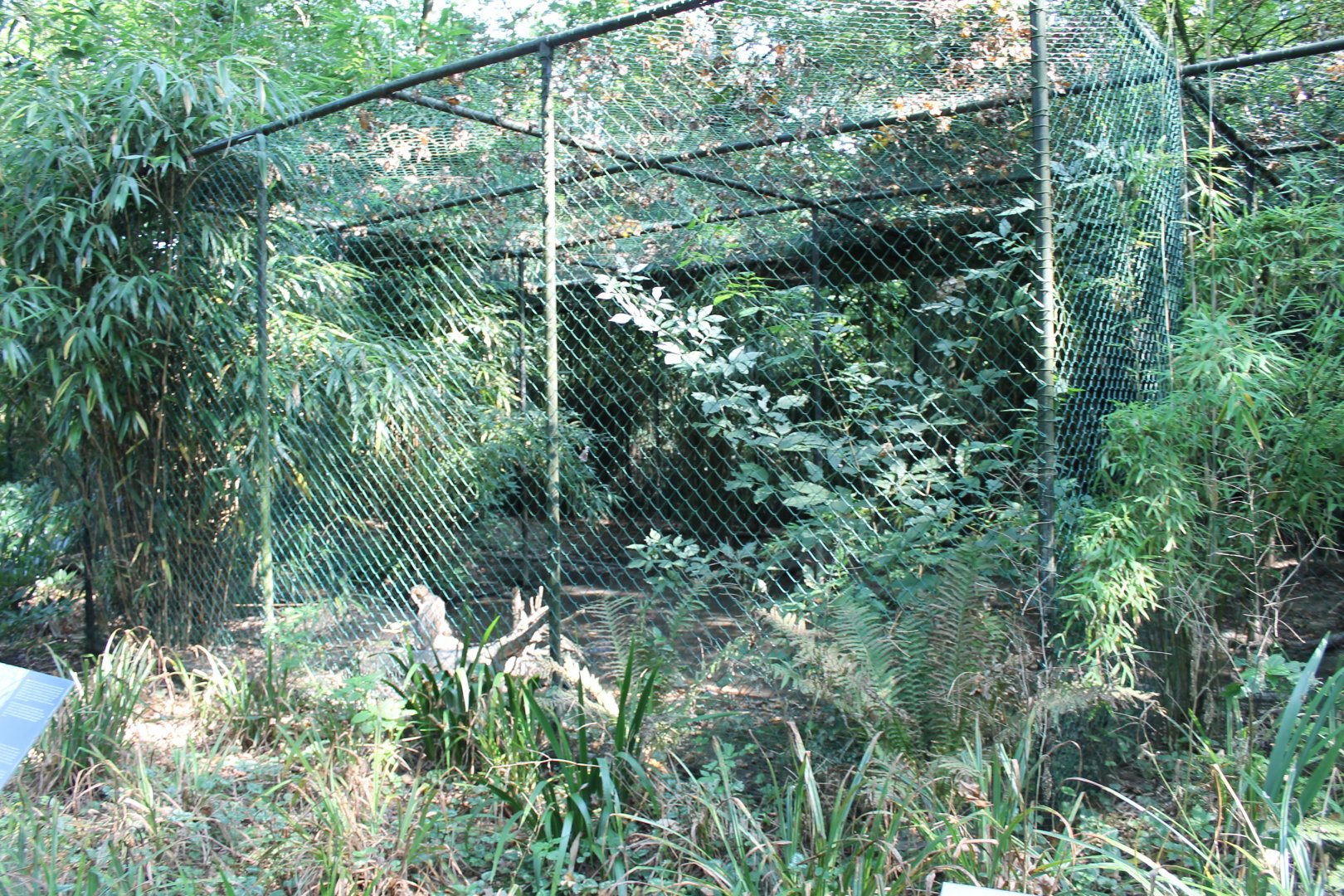 Aviary Great bittern