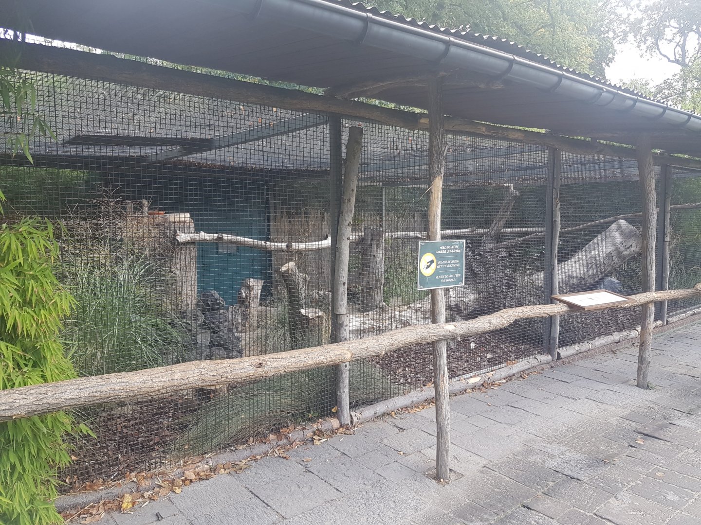 Aviary Great blue touraco