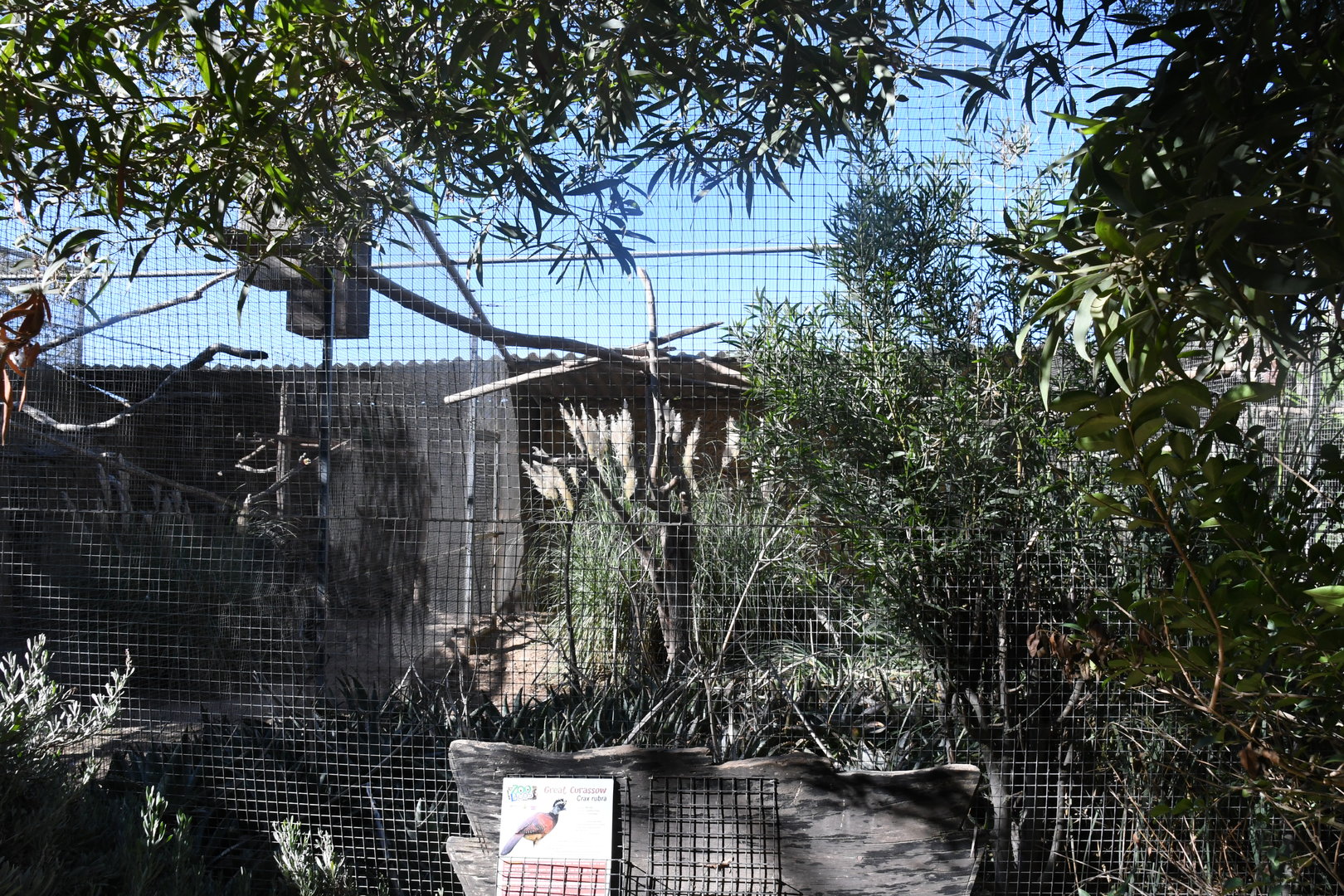 Aviary (Great Curassow)